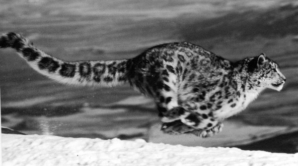 Cheetah running.  © Yorkshire Ramblers' Club